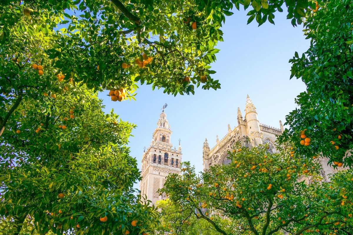 Cour des Orangers de la cathédrale de Séville