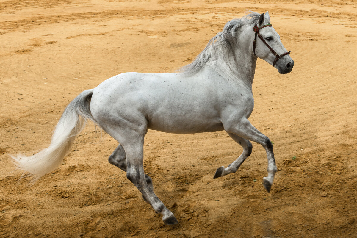 Spectacle de chevaux en Andalousie