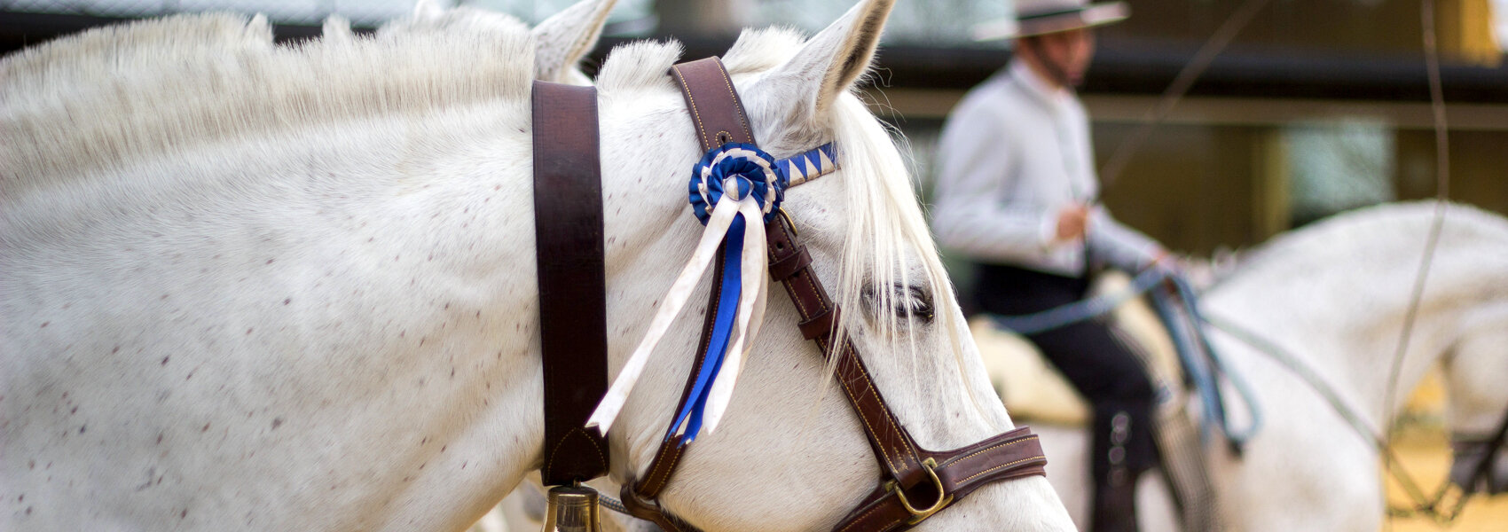 Spectacle équestre de cheval en Andalousie