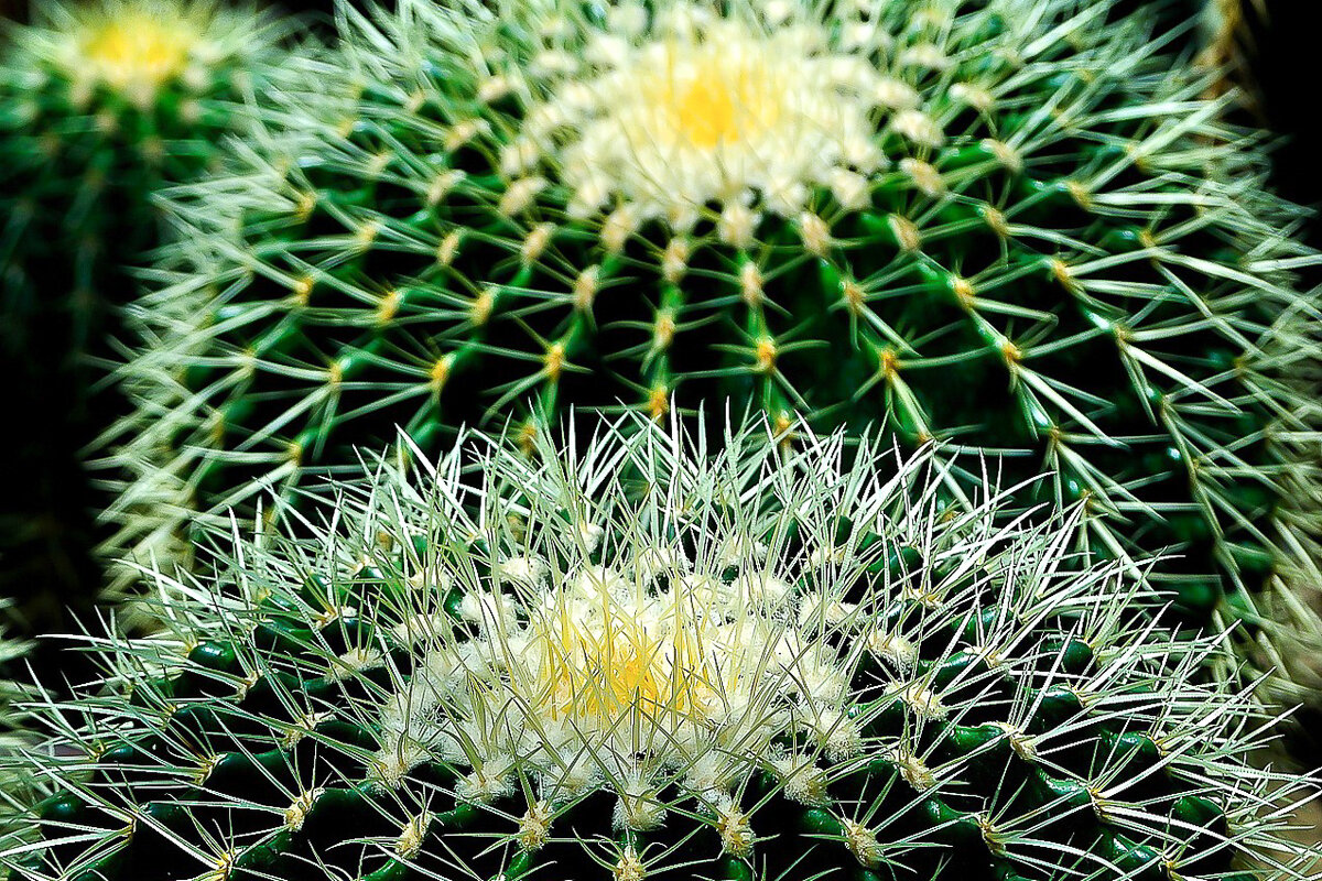 Cactus dans un jardin botanique